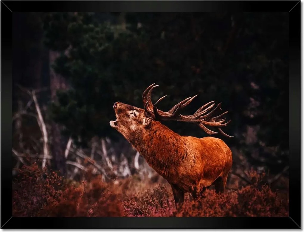 Poszterek keretben 40x30 Szarvas az erdőben