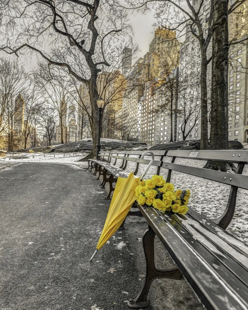 Poszter 40x50cm Egy csokor sárga virág és egy esernyő a park padján, Assaf Fra