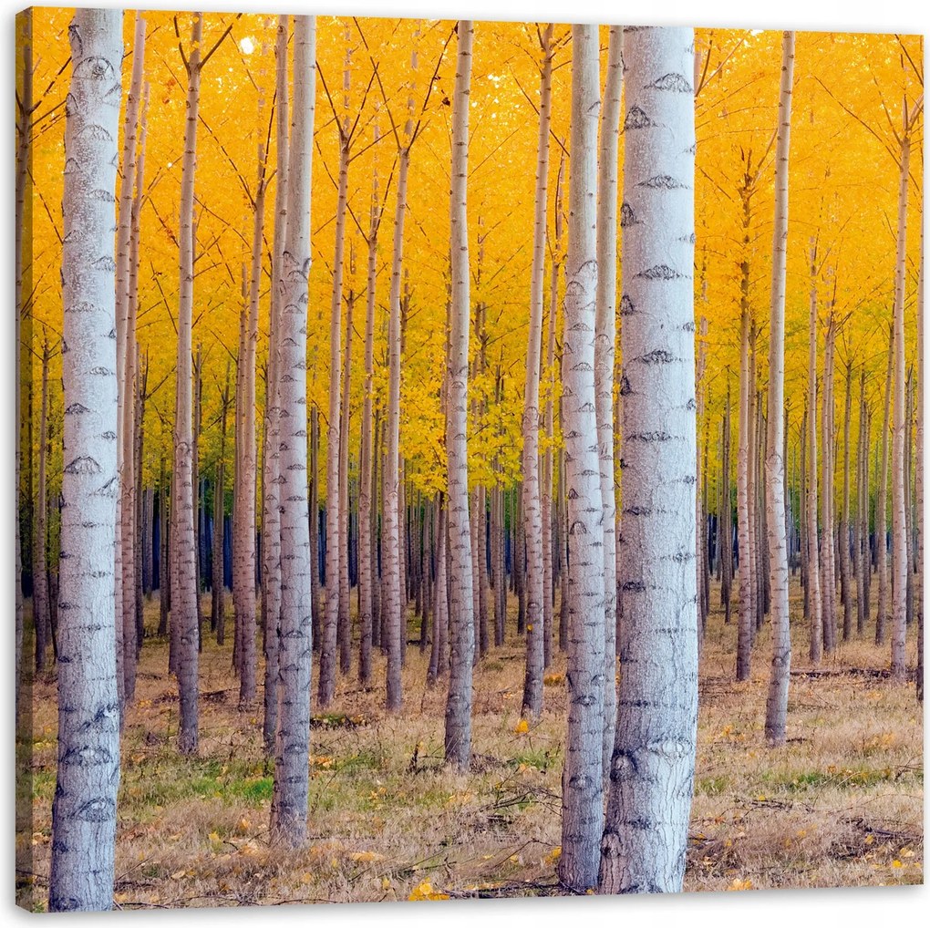 Nyírfa Ősz Sárga Levelek Vászonkép 90X90 cm Ajándéknak is tökéletes