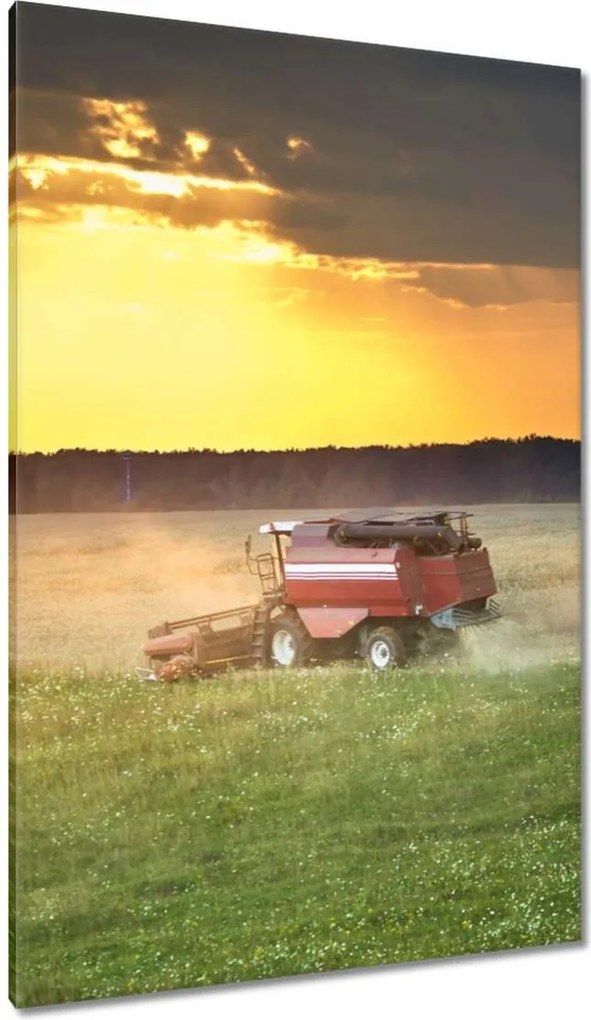 Vászonkép 80x120 Kombájn kaszálja az arany gabonát