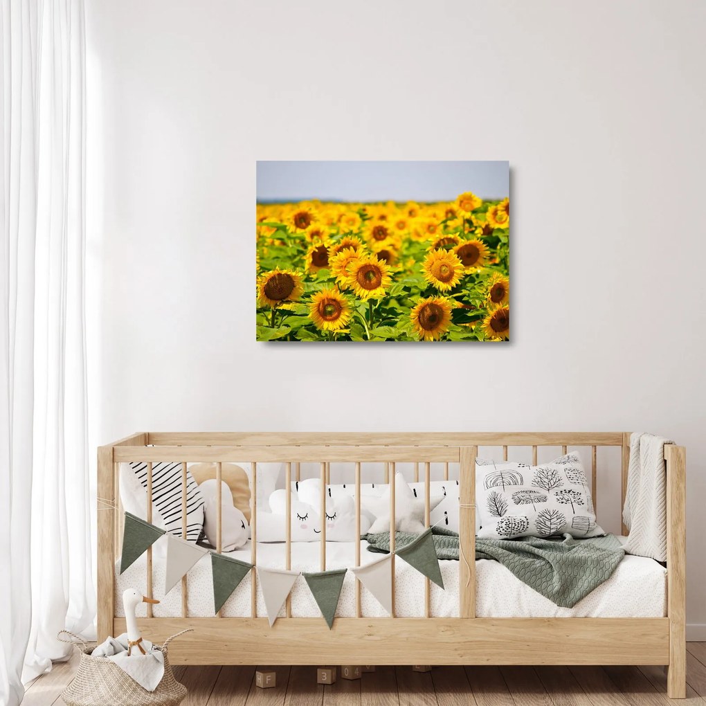 Üveg kép - Napraforgók (70x50 cm)