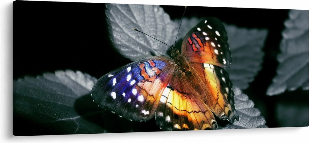 Pillangó képe (120x50 cm)