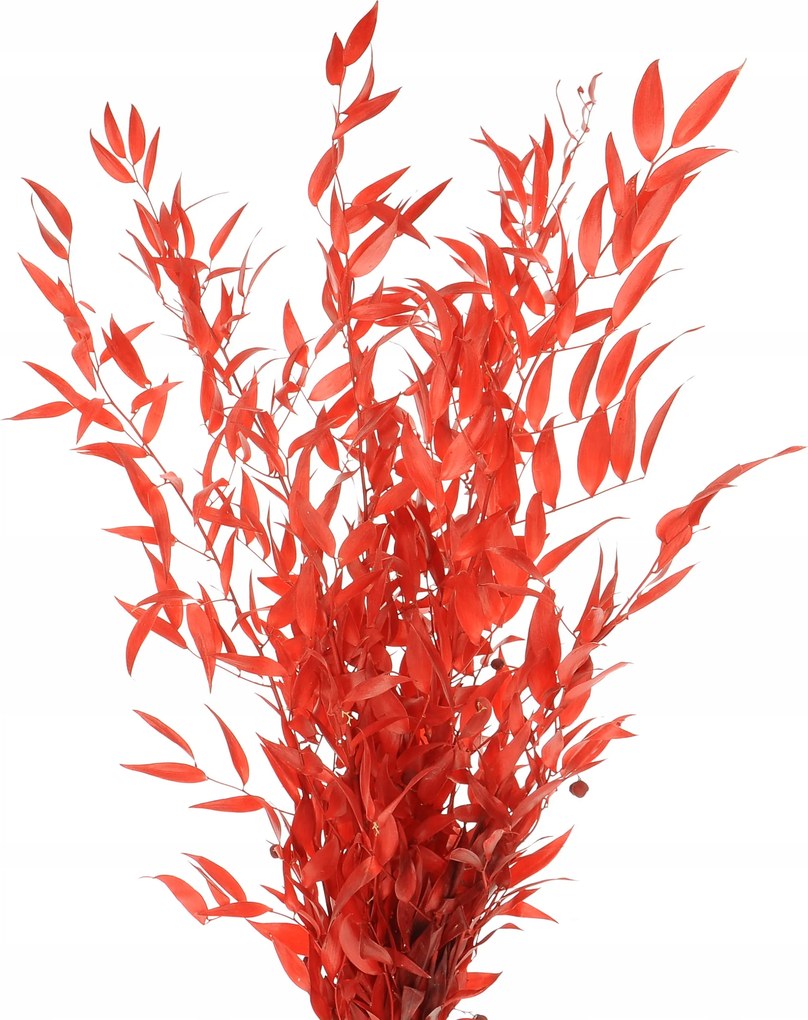 Stabilizált ruszkusz piros csokor szárított levelek váza és dekoráció