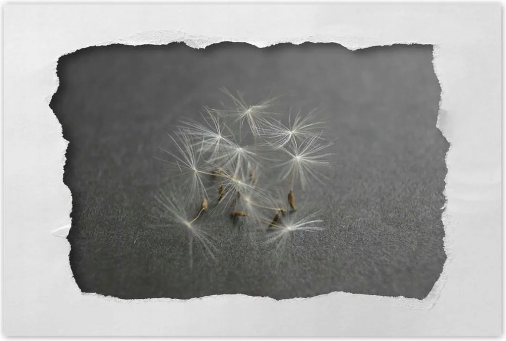 Poszterek 90x60 Pitypang Virág Virágok