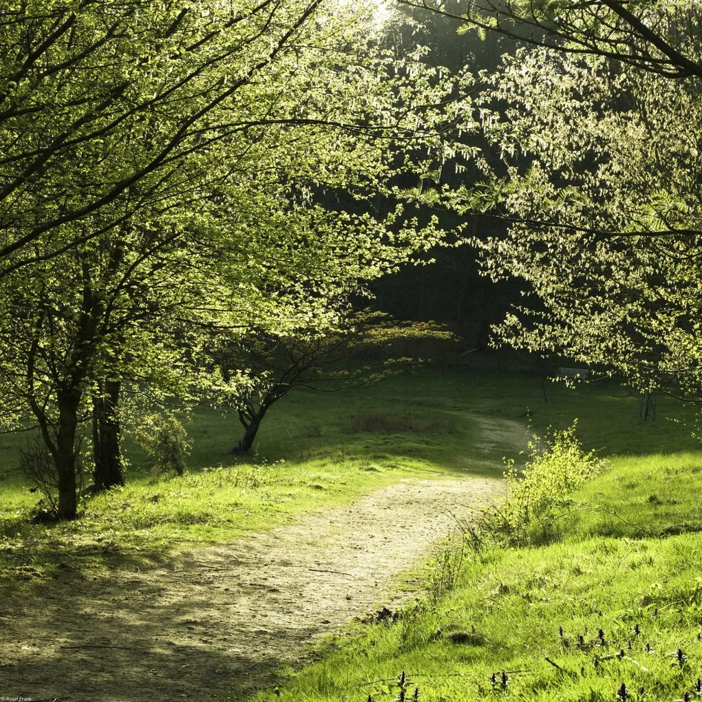 Poszter 40x40cm Napfény a fák közötti ösvényen, Assaf Frank
