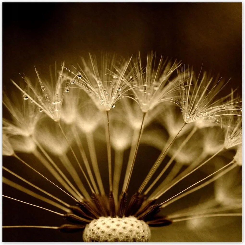 Poszterek 100x100 Pitypang Virág Virágok