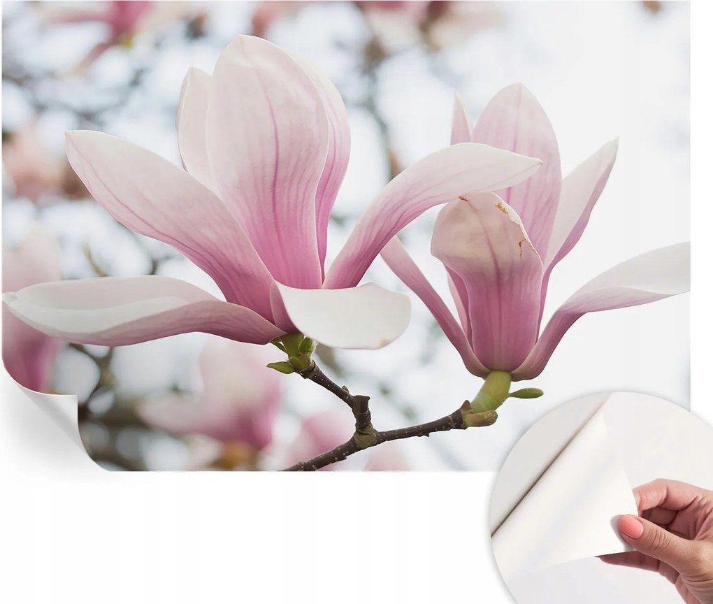 Öntapadós fotótapéta a konyhába Mosható Magnólia virágok 152x104 cm