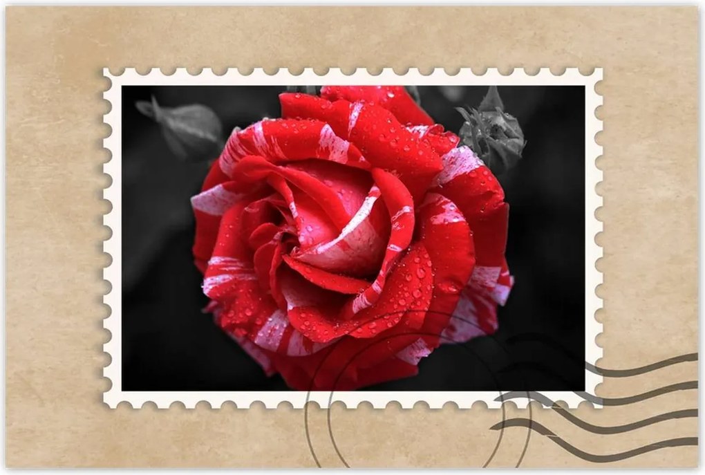 Poszter 60x40 Fehér-piros rózsa