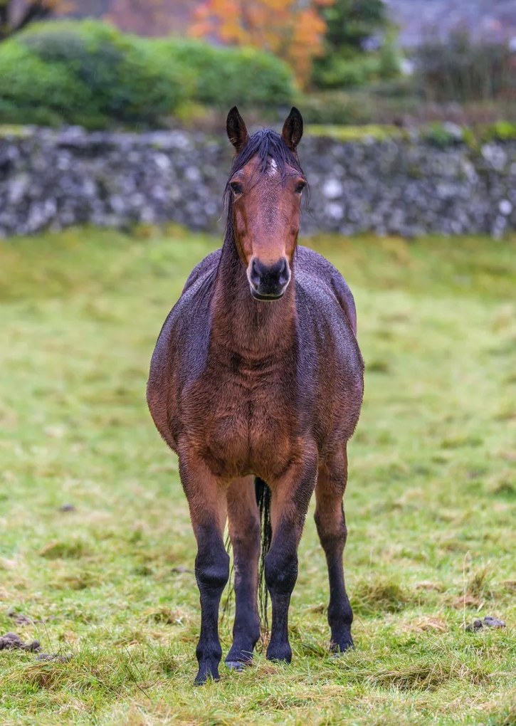 Poszter 64x90cm Ló a mezőn, Assaf Frank