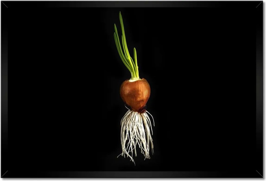 Poszterek keretben 60x40 Hagyma gyökerekkel