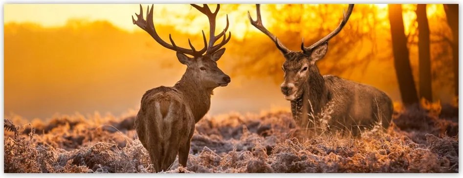 Fotótapéta flizelina 250x93 Szarvasok a rikkancson