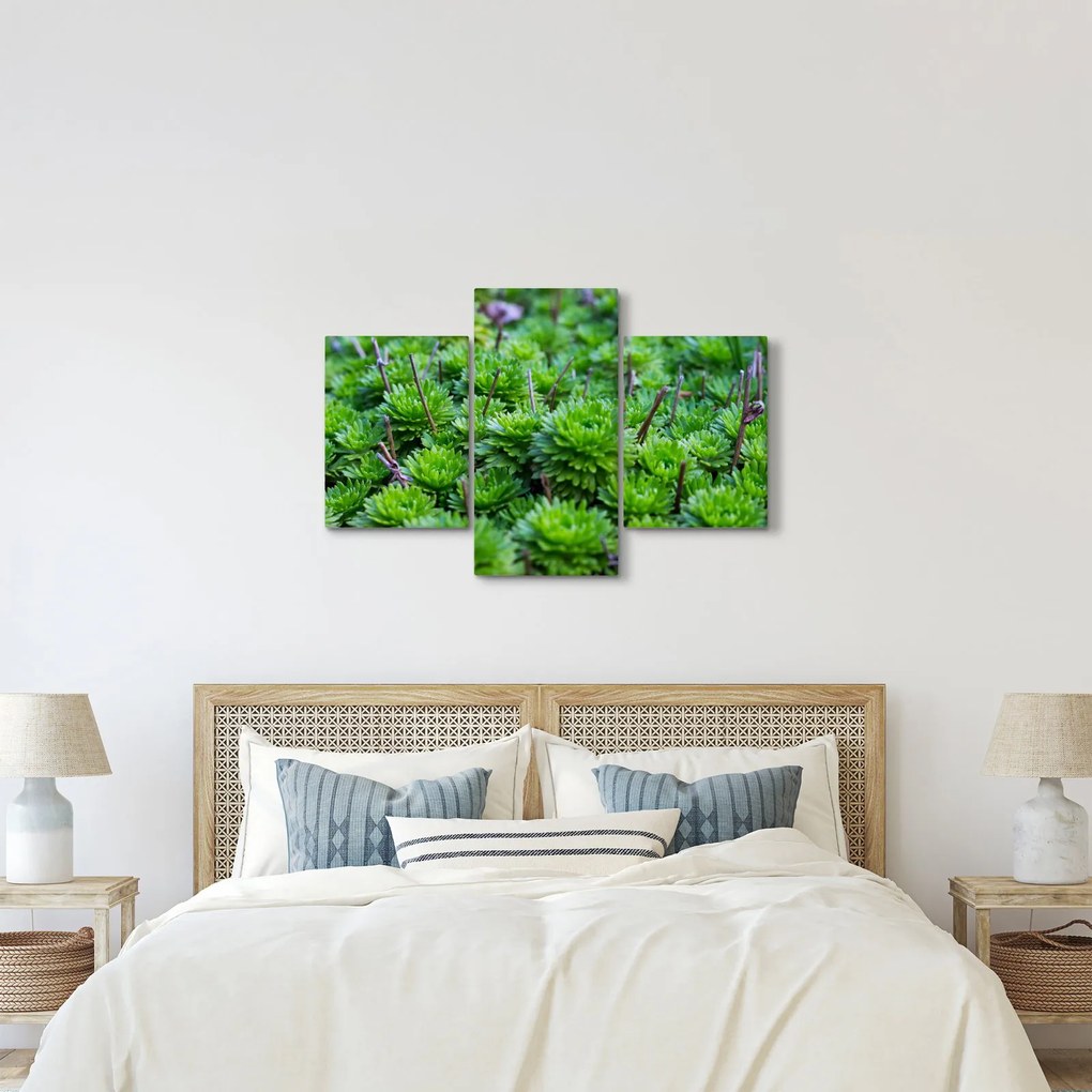 A pozsgás növények képe (90x60 cm)