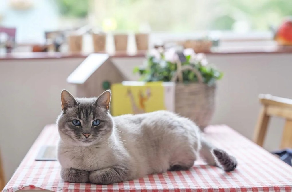 Poszter 86,4x56,8cm Macska az asztalon, Assaf Frank