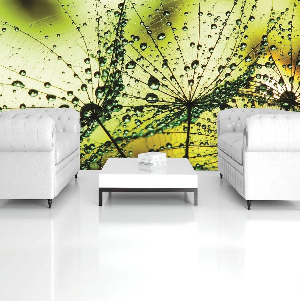 Fotótapéta - Pitypang - absztrakt - zöld (254x184 cm)