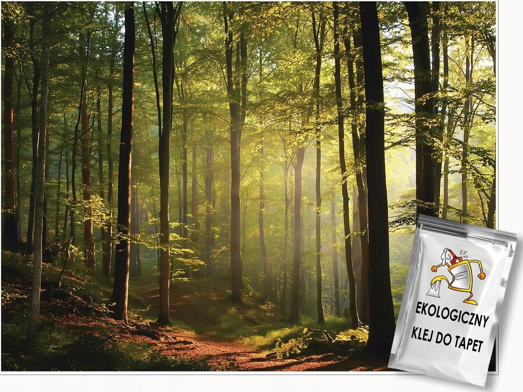 Fotótapéta Naperdő Fák Természet Falra Hálószoba Nappali 300x210