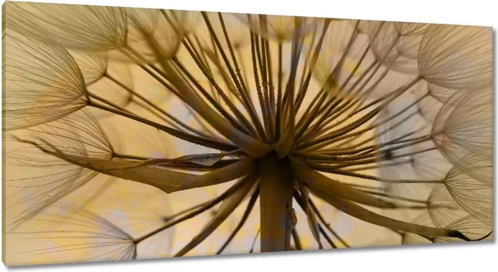 Vászonkép 115x55 Pitypang Virág Virágok