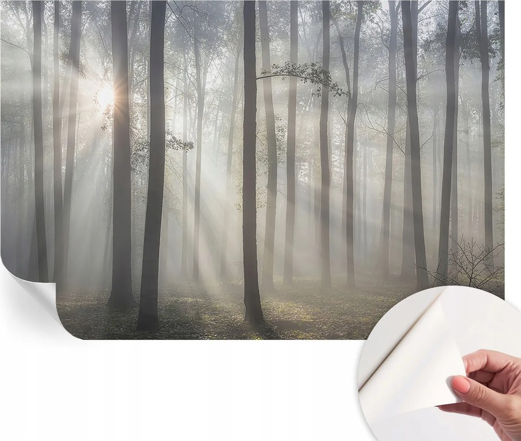 Fotótapéta Fali tapéta Hálószobába és Nappaliba Éteri erdő 104x70 cm