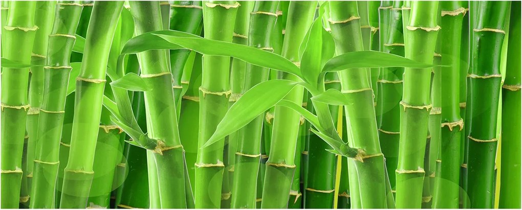 Foto Lacobel Üvegpanel Konyha Bambusz XXL