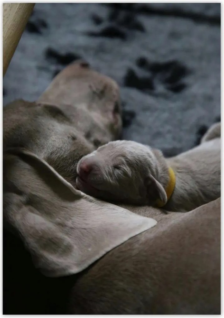 Poszterek 70x100 Kutya Kutyák