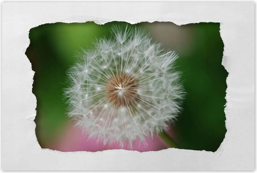 Poszterek 120x80 Pitypang Virág Virágok