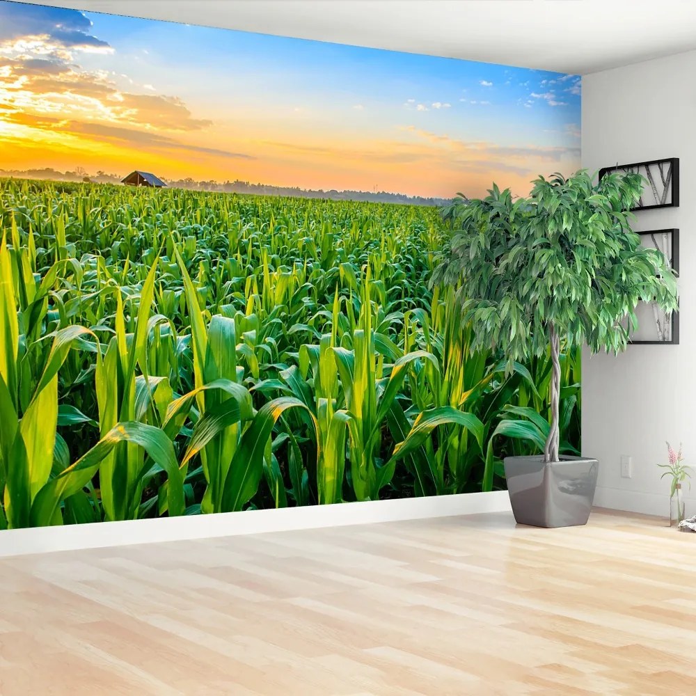 Fotótapéta kukoricásban 104x70 cm