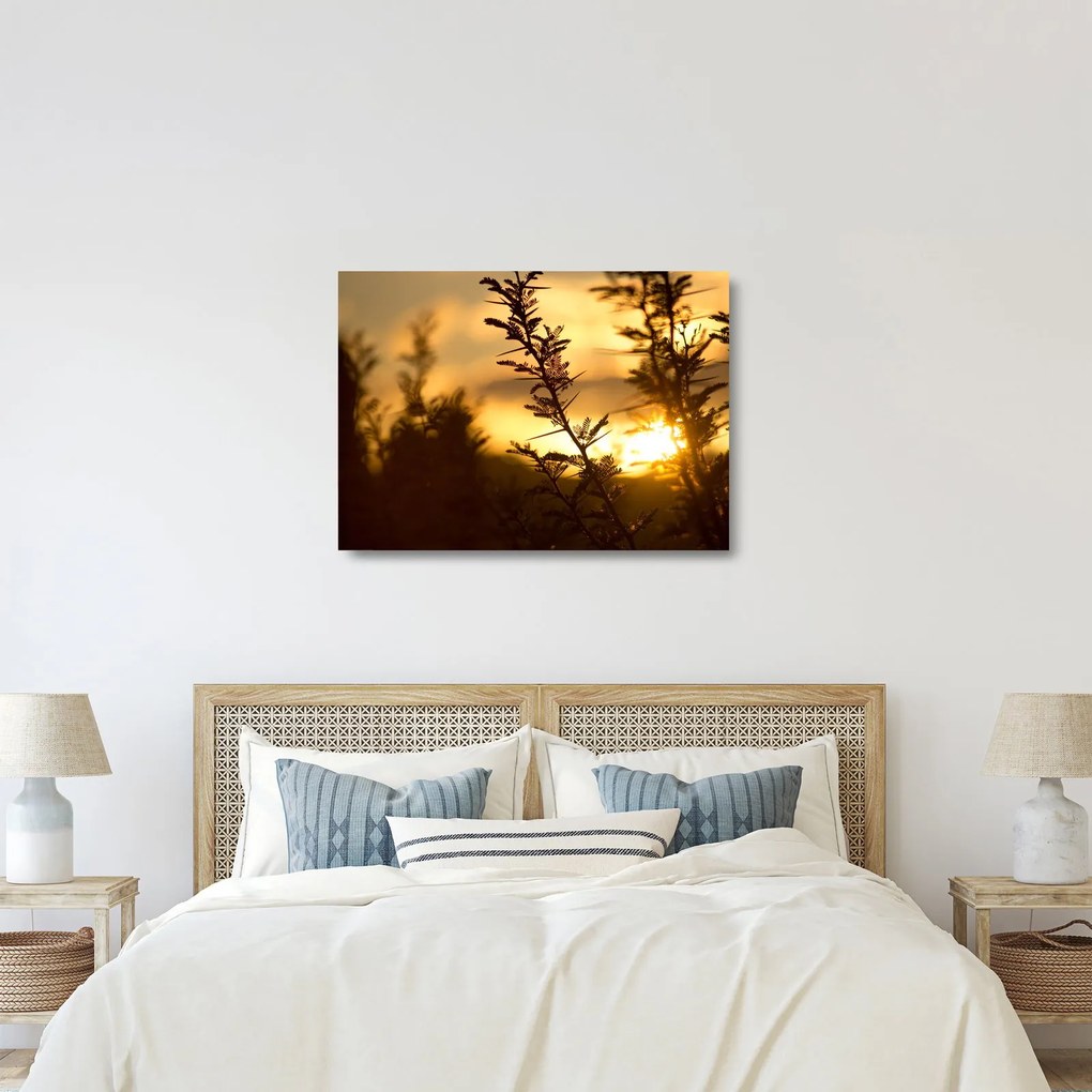 Kép - A nap lenyugszik a fák mögött (üvegen) (70x50 cm)
