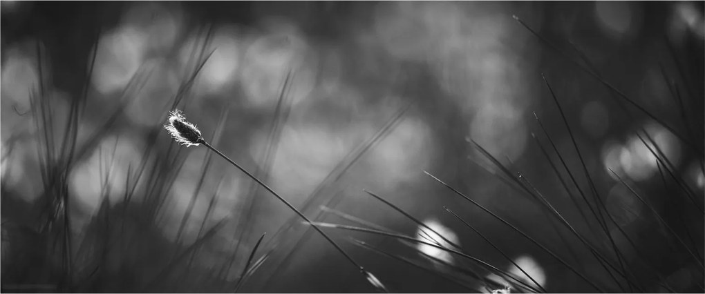Kép - Mezei fű (120x50 cm)