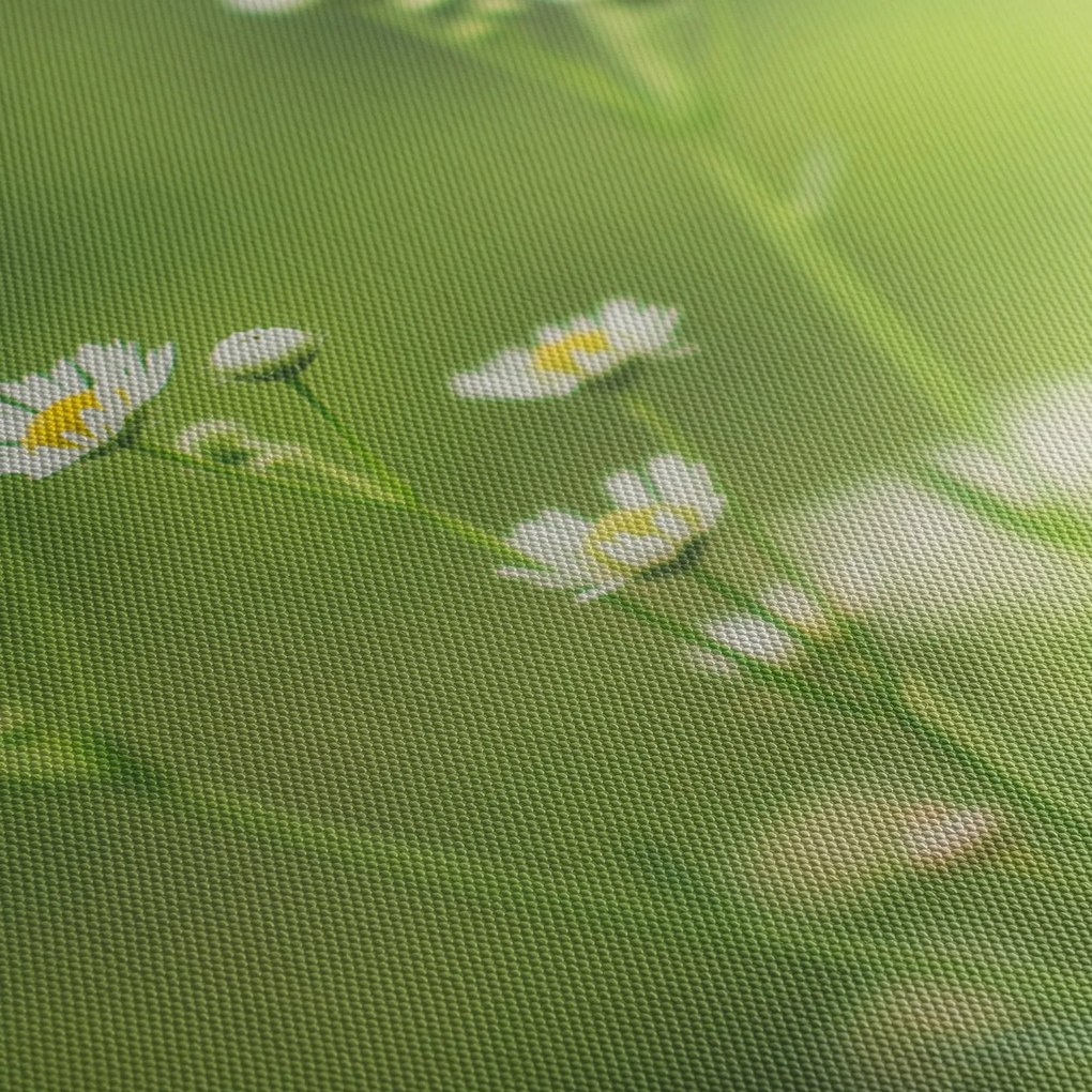 Egy százszorszép képe (120x50 cm)