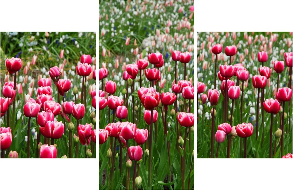 Tulipán képe (90x60 cm)