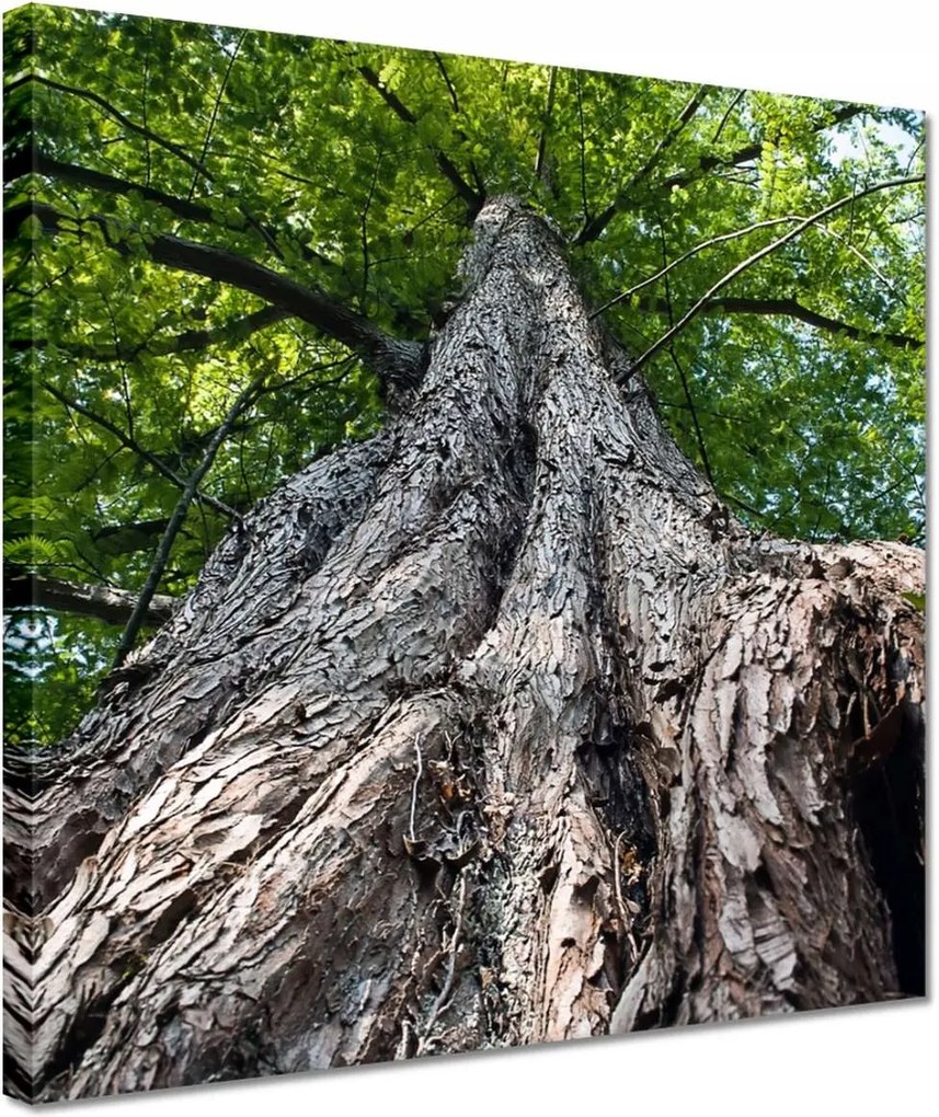 Vászonkép 30x30 Fa Kilátás