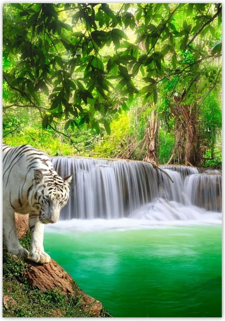 Poszterek 70x100 Tigris a vízesésnél