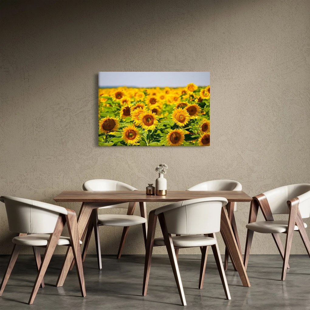 Kép - Napraforgók (90x60 cm)