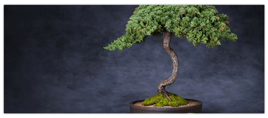 Kép - Bonsai (120x50 cm)