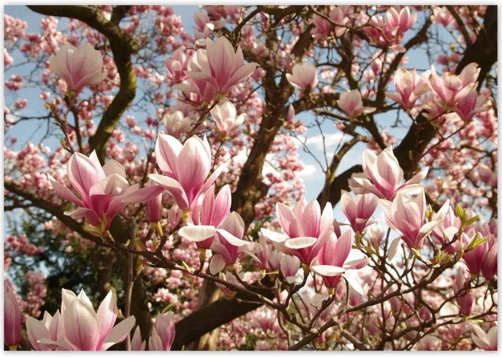 Poszterek 100x70 Magnólia Virágok Kék