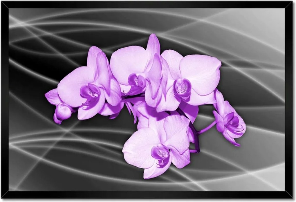 Poszter keretben 60x40 Szép orchidea virág