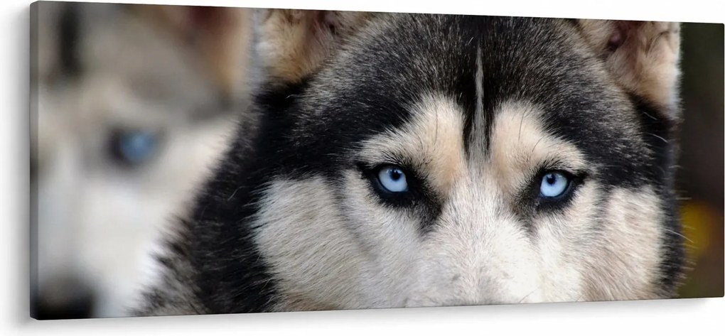 Husky kutya kép (120x50 cm)