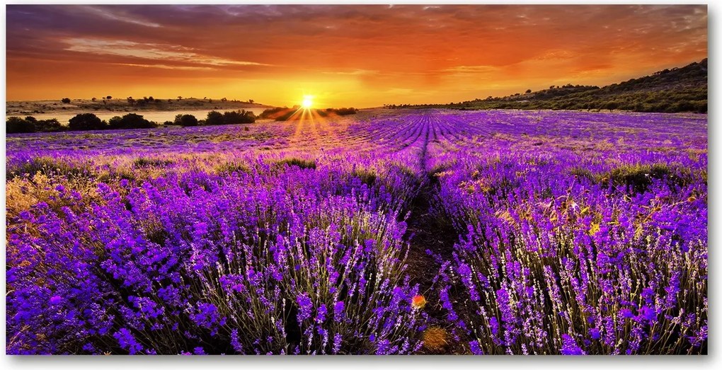 Fotó kép edzett üveg Levendula mező 140x70