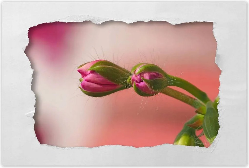 Poszterek 90x60 Finom fánkok Virágok