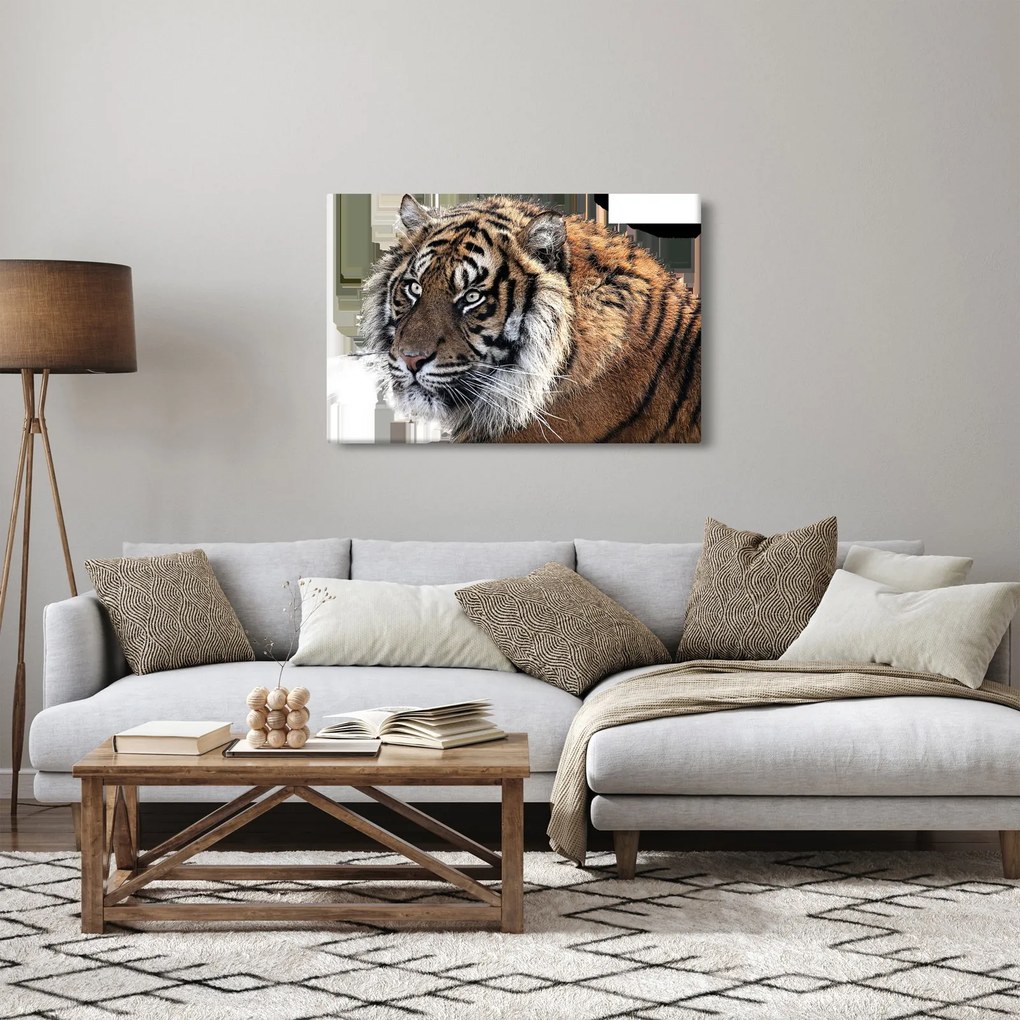 Tigris képe (90x60 cm)