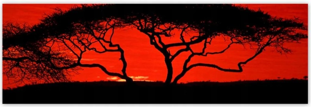 Poszterek 200x66 Akác Afrikában