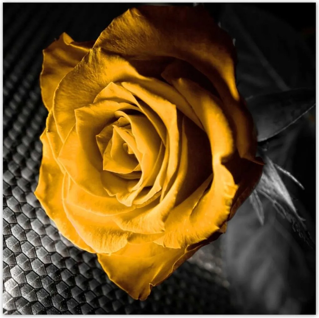 Poszterek 30x30 Sárga rózsa