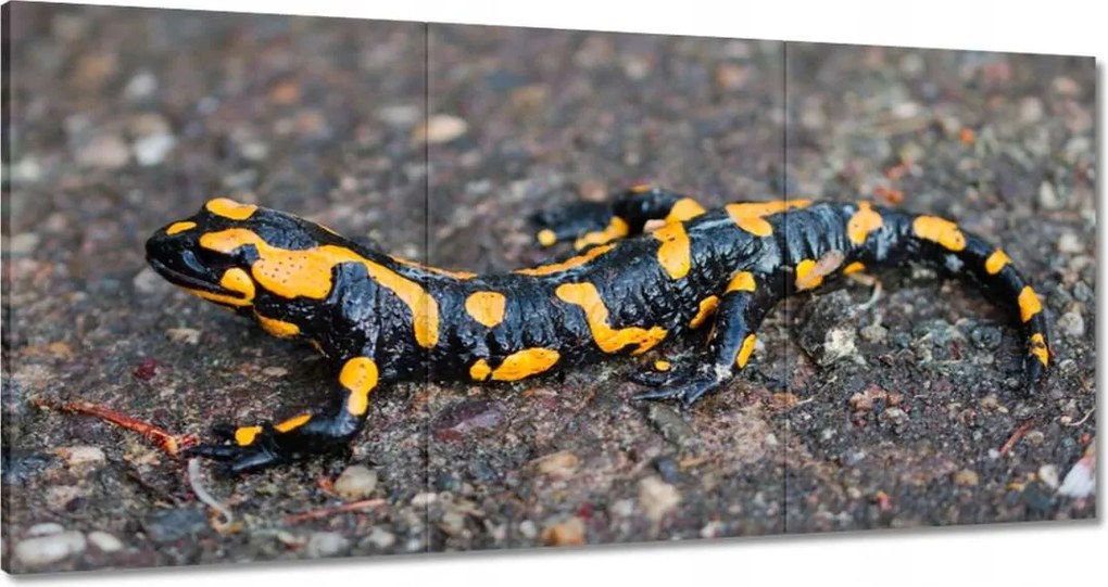 Vászonkép 180x90 Foltos szalamandra