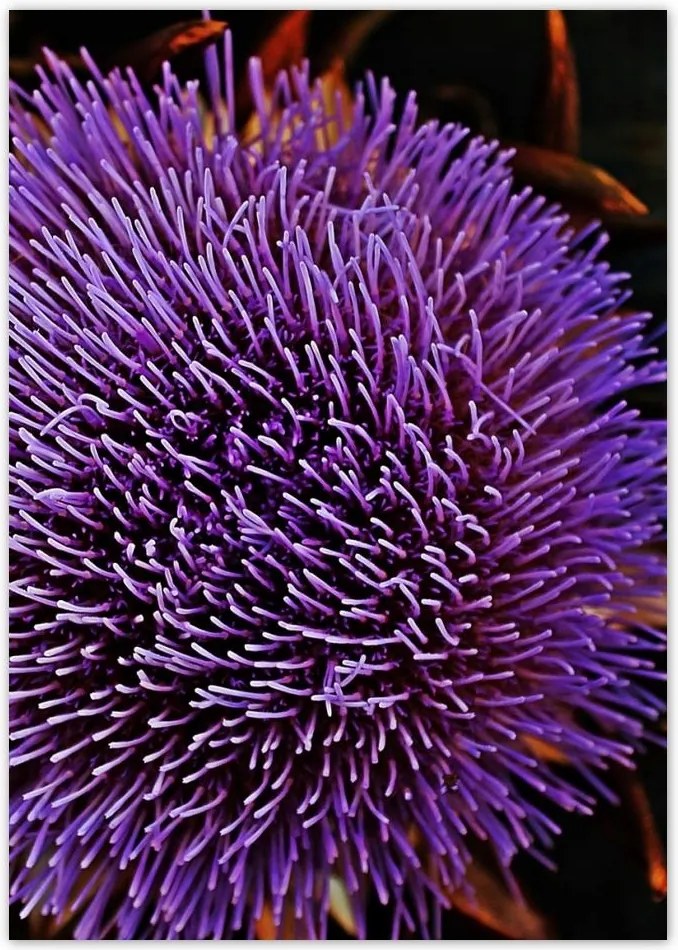 Poszterek A4 Pion Virág Lila Csipkebogyó