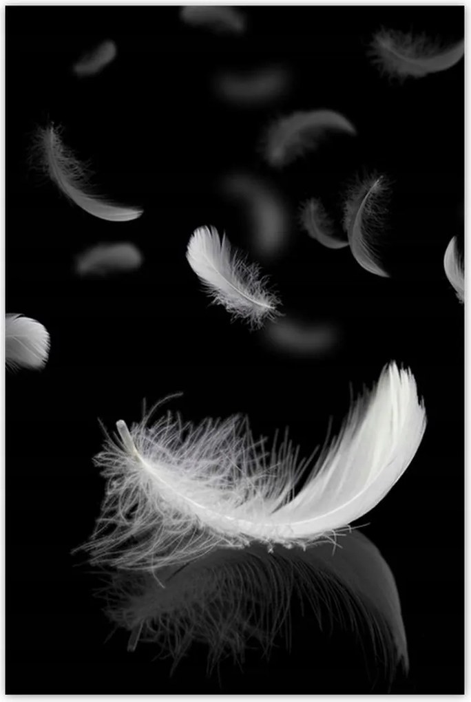 Fotótapéták 122x184 Hulló fehér tollak
