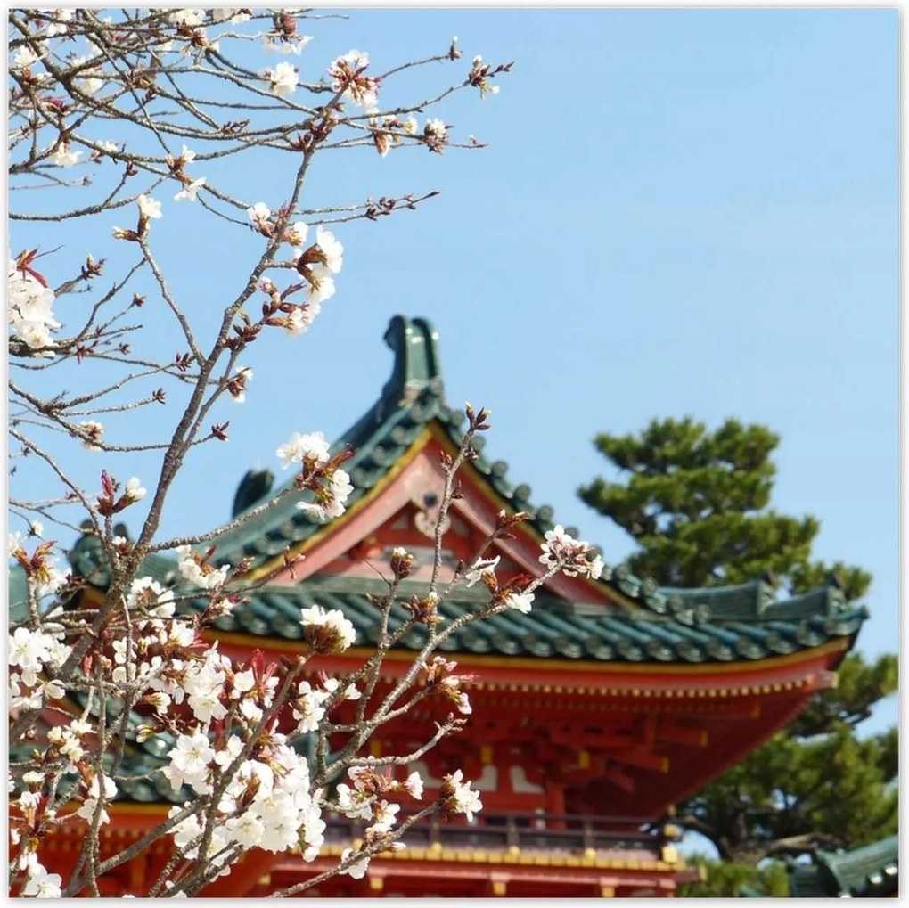 Poszterek 30x30 Virágzó cseresznye Japánban