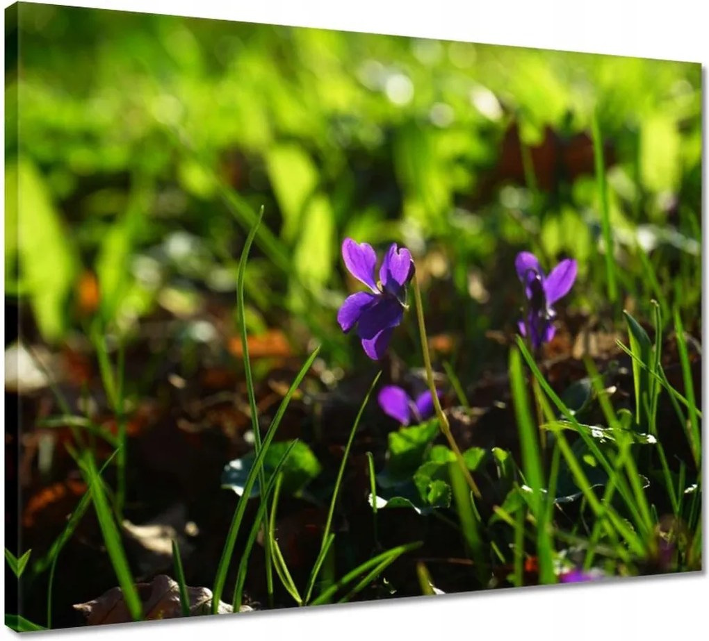 Vászonkép 50x40 Mezei ibolya