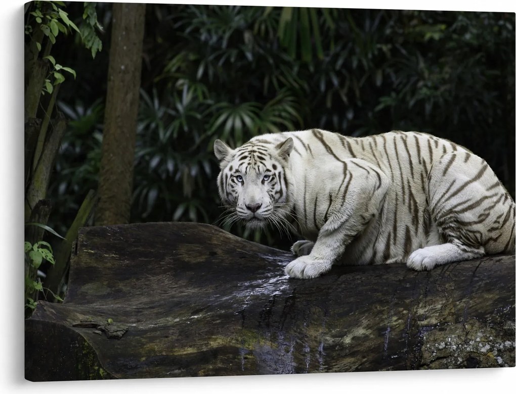 Kép - albínó tigris (70x50 cm)