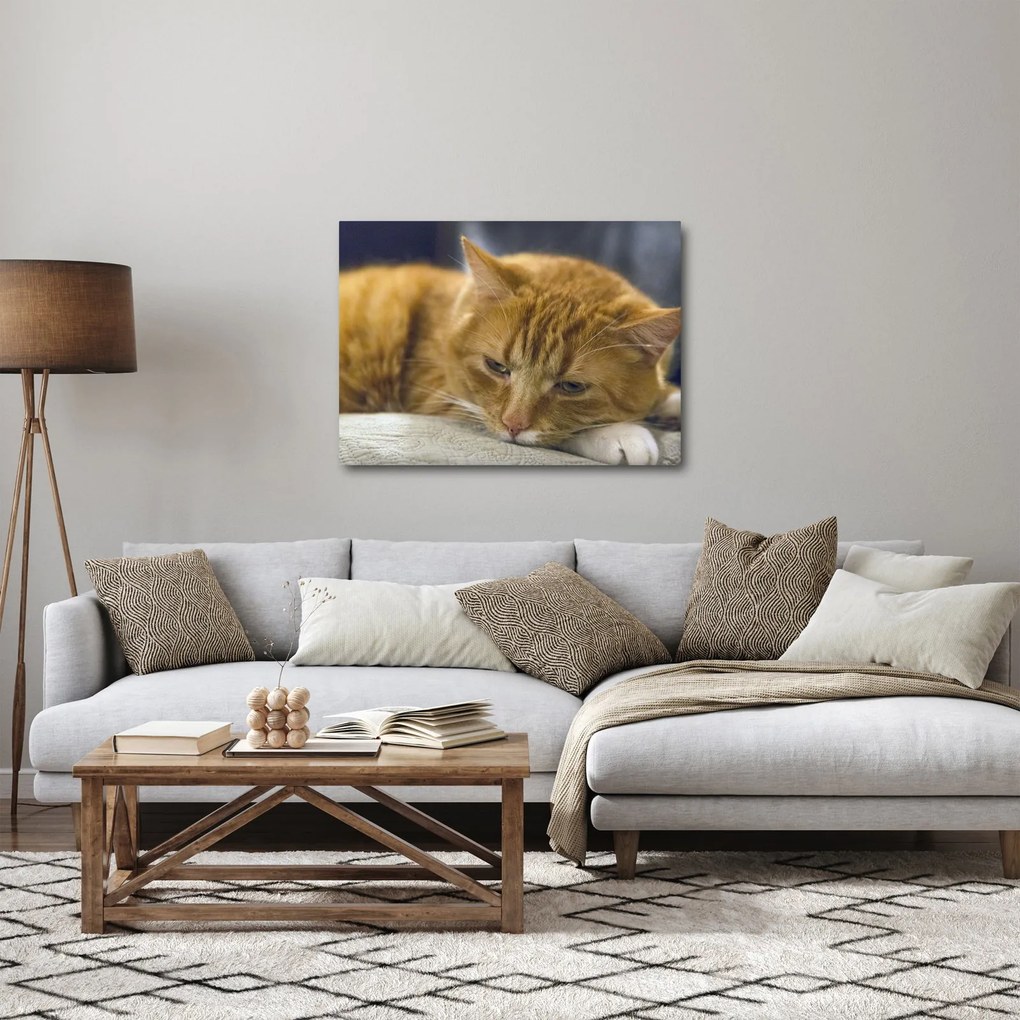 Macska képe (70x50 cm)