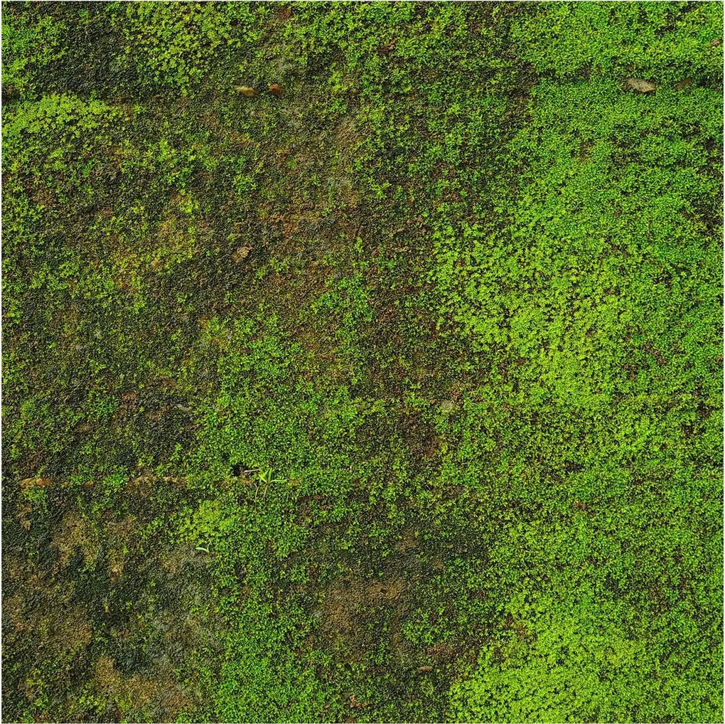 Flizelin tapéta falra Prémium zöld szőnyeg 250x250 Ragasztó