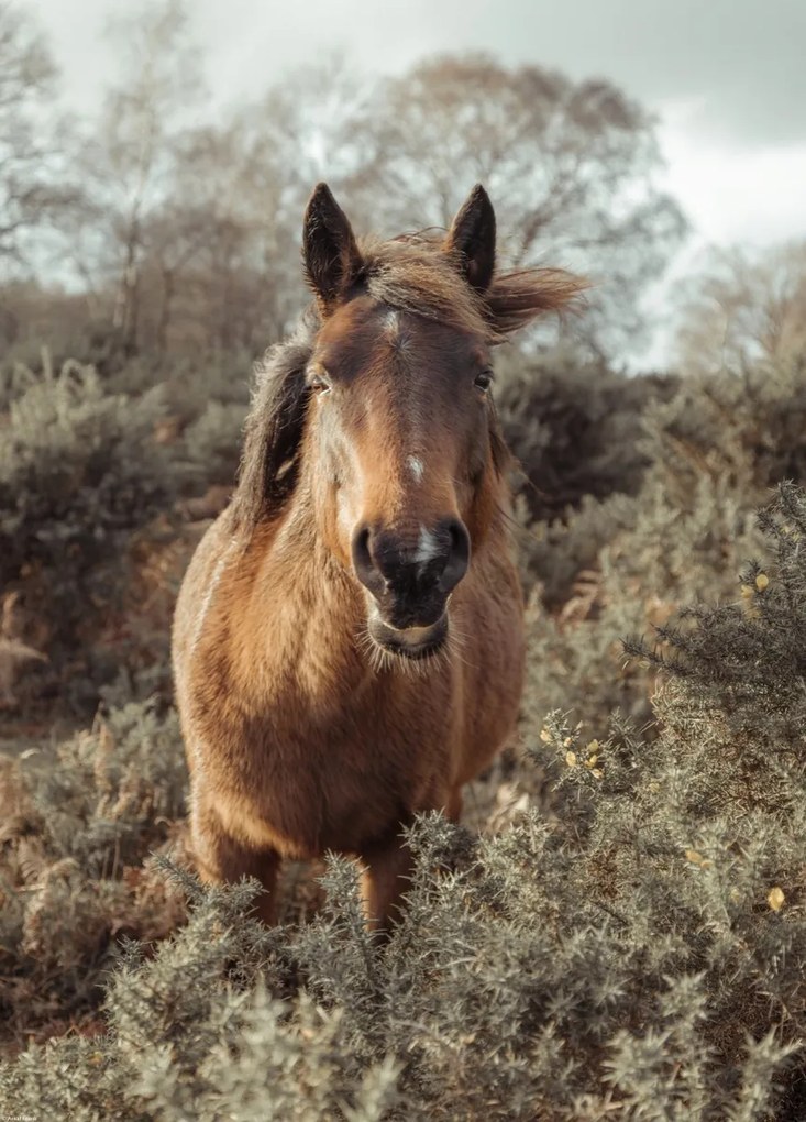 Poszter 39,5x55cm Ló a vadonban, Assaf Frank